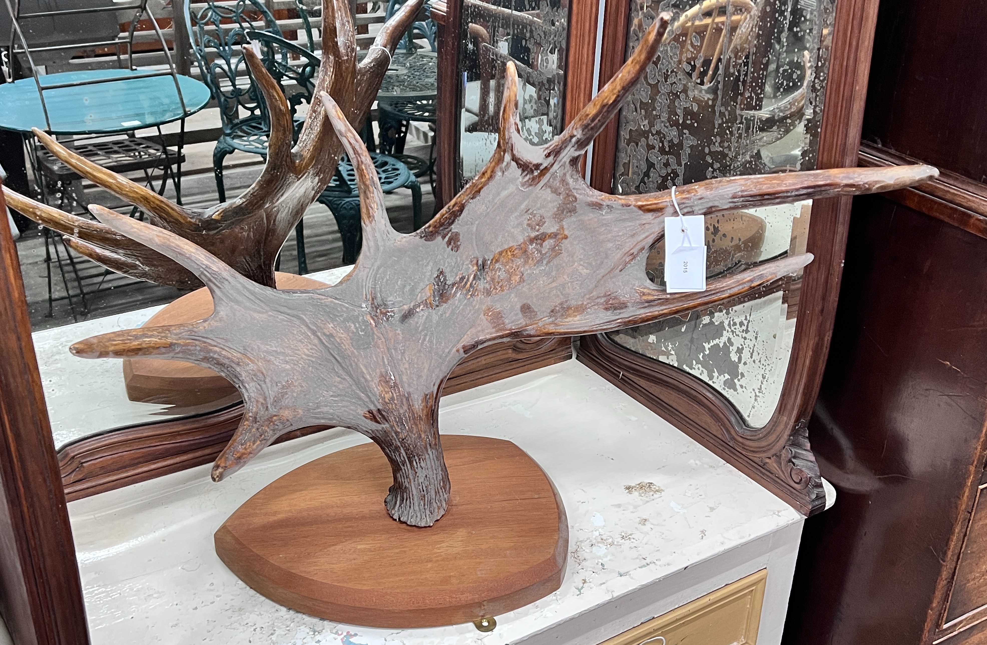 A single wall mounted moose antler, height 75cm